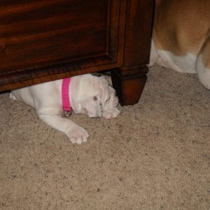 This is Carly peekin out from under coffee table.